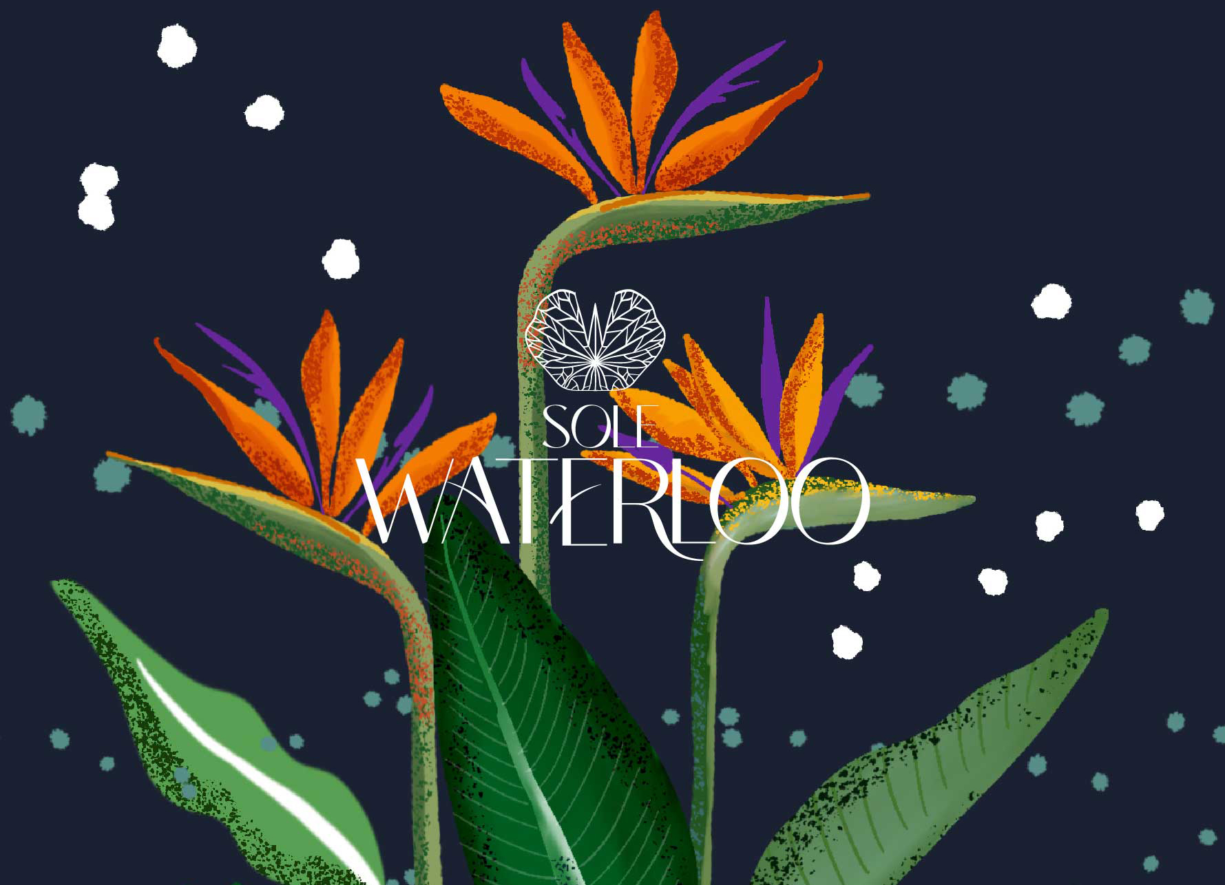 Lee más sobre el artículo sole waterloo esp